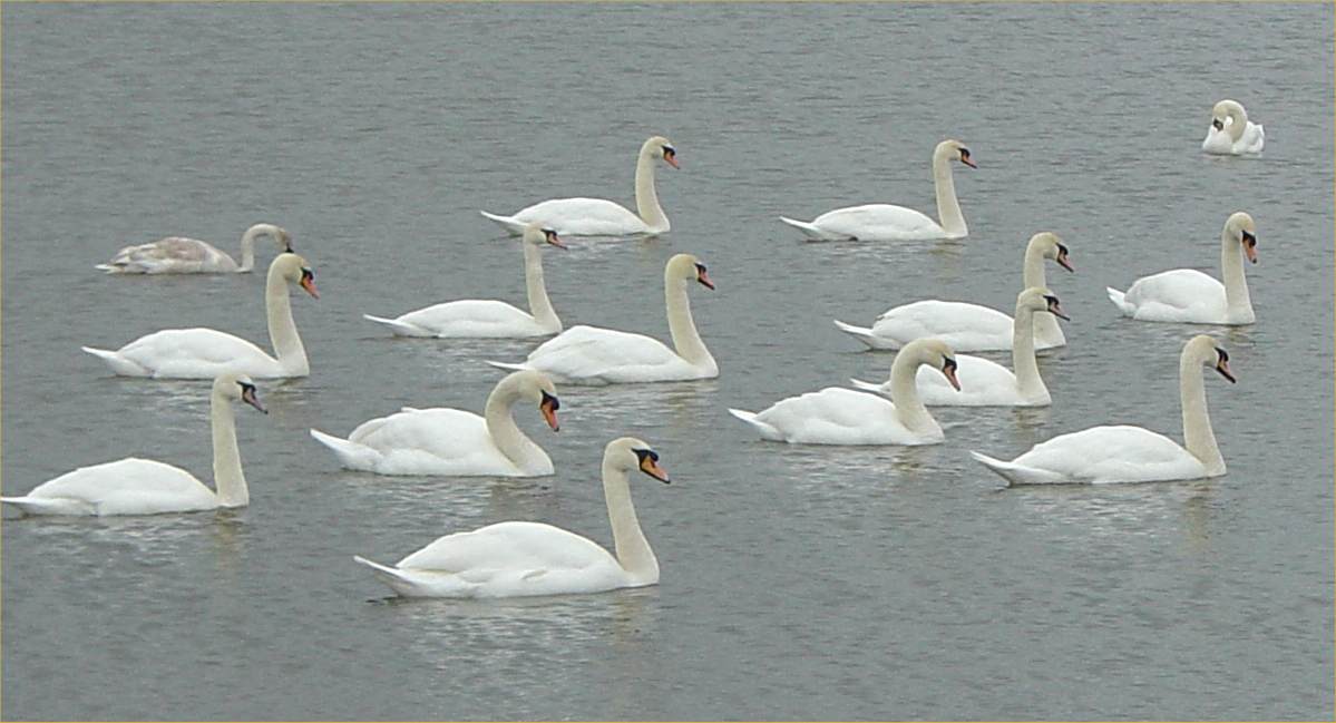 Photo: Swans At Loch Watten