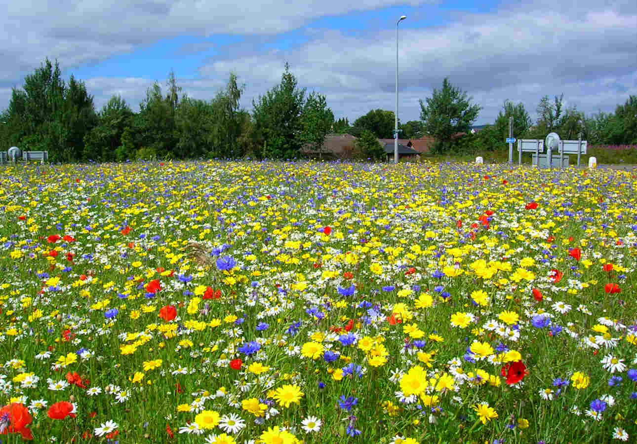 Photo: A Highland Council Roundabout Last Summer