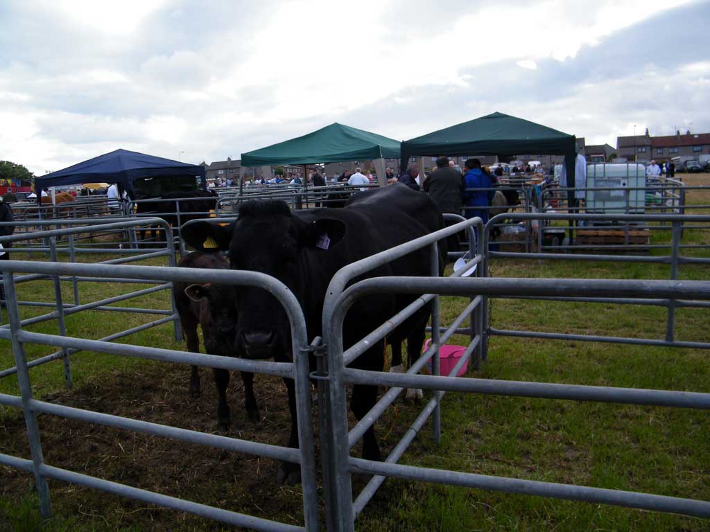 Photo: Caithness County Show 2012