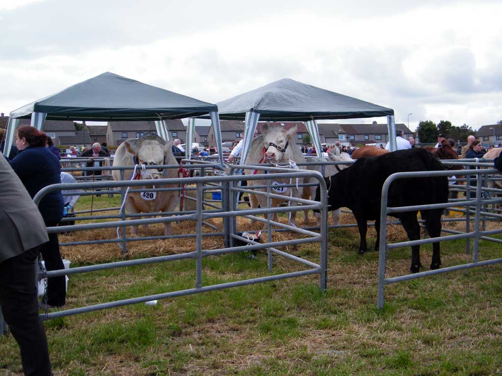 Photo: Caithness County Show 2012