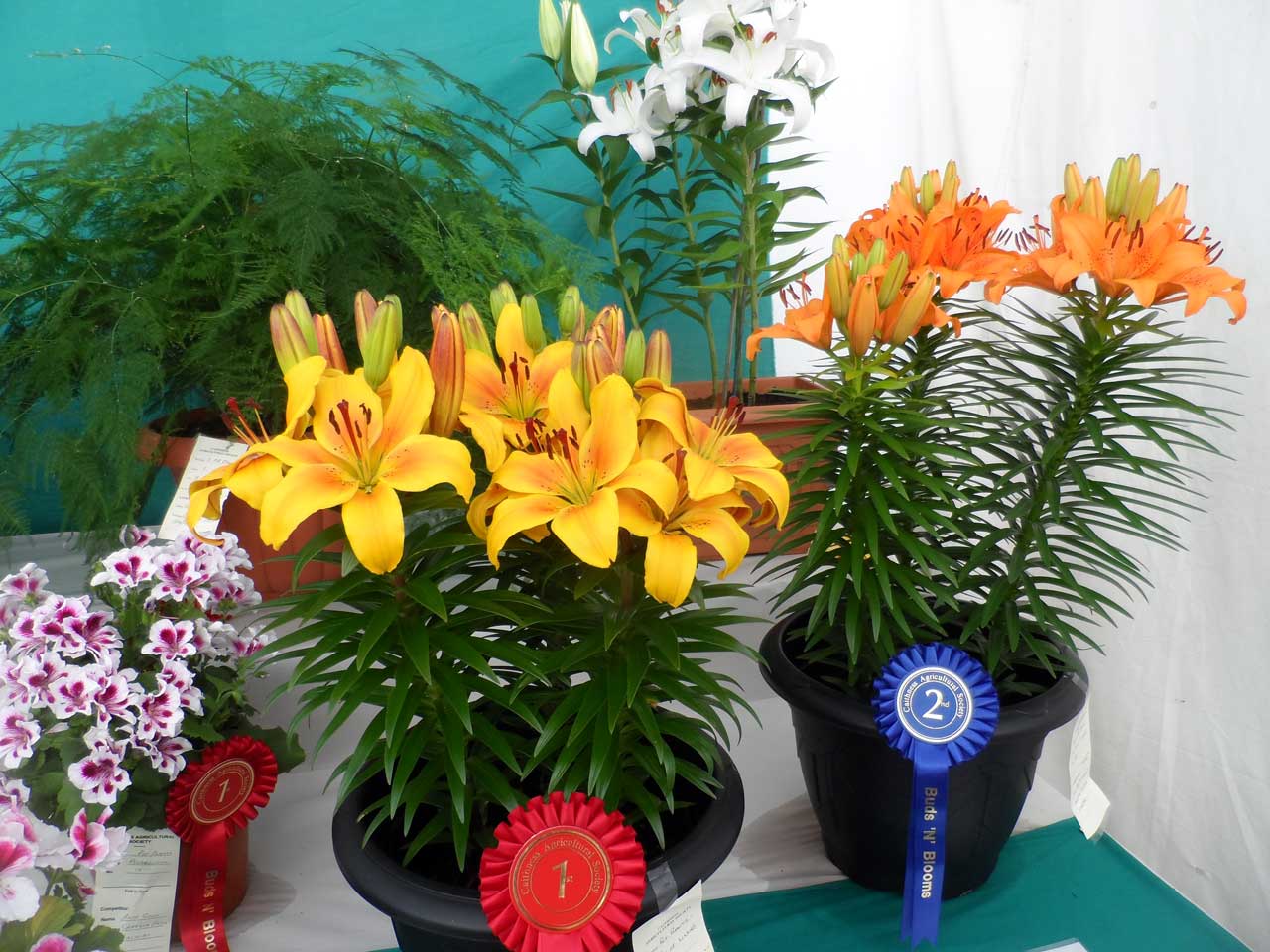 Photo: Caithness County Show 2014 - Friday Evening Preview