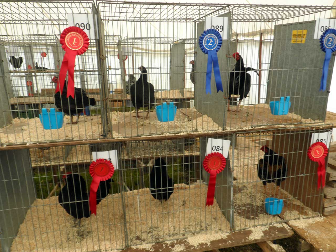 Photo: Caithness County Show 2015