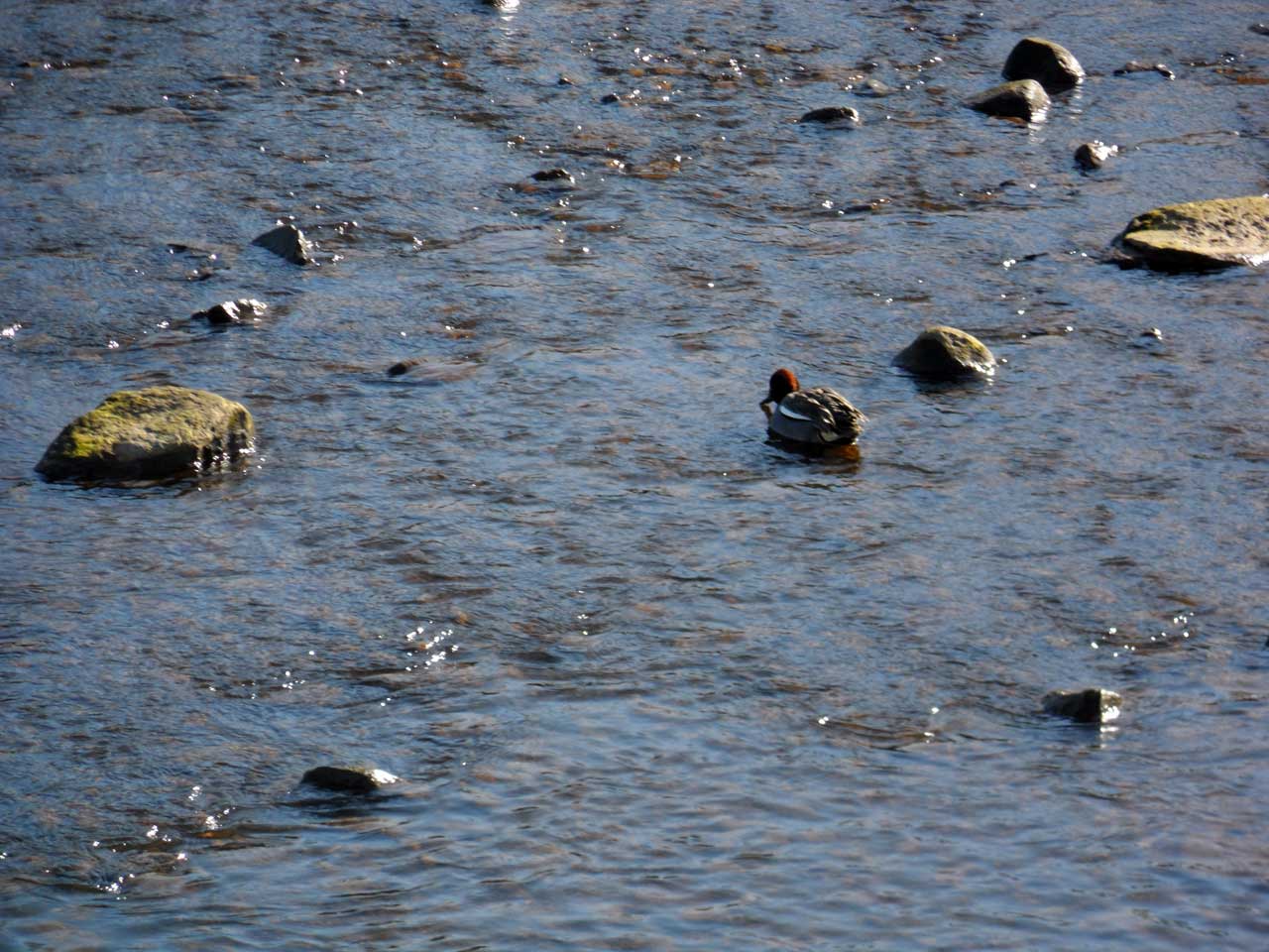 Photo: Ducks Love The Wick River
