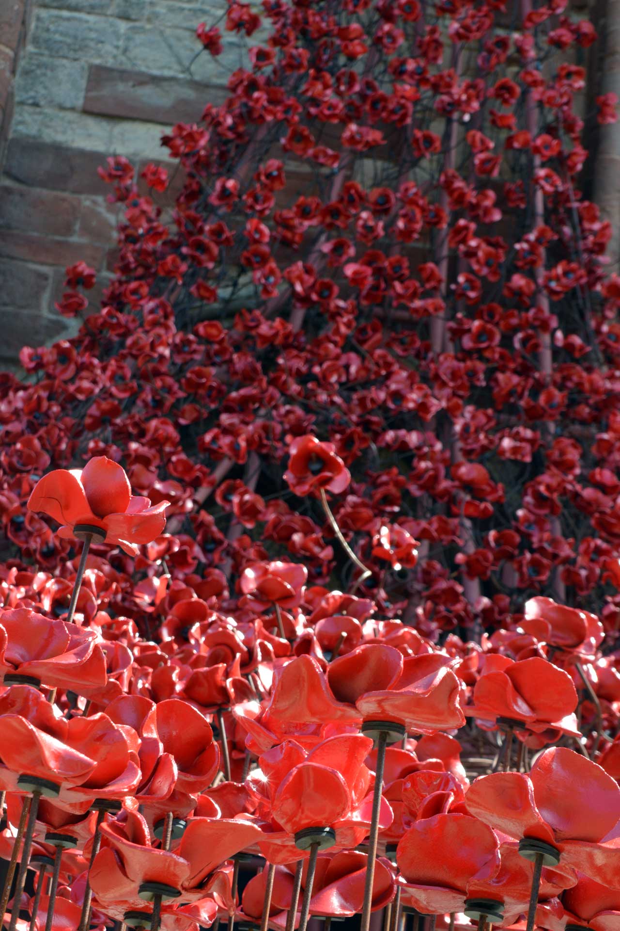 Photo: Poppies - Weeping Window in Orkney