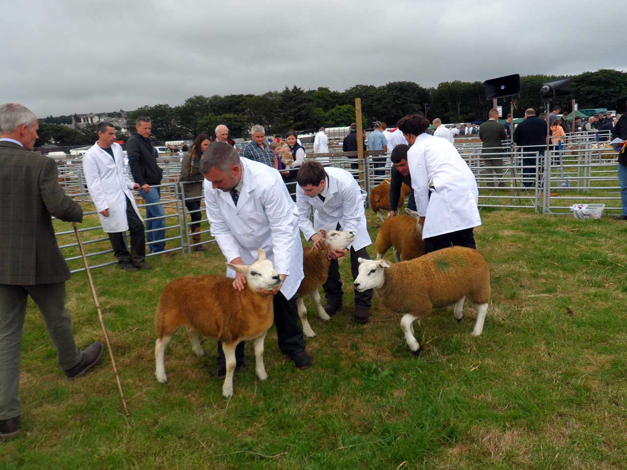 Photo: Caithness County Show 2018 - Saturday