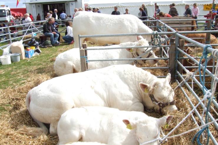 Photo: Orkney Show 2006