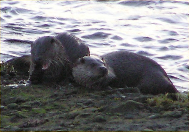 Photo: Otters On Thurso River