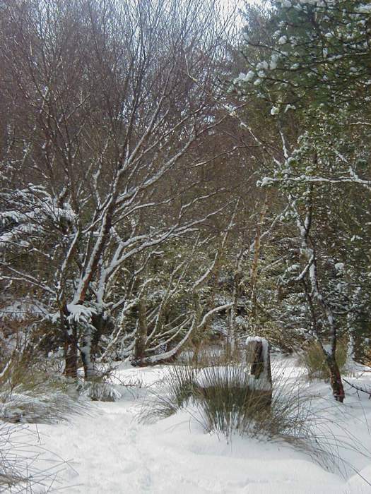 Photo: Winter Scene In Caithness - Achvarasdal Woodland 3 March 2006