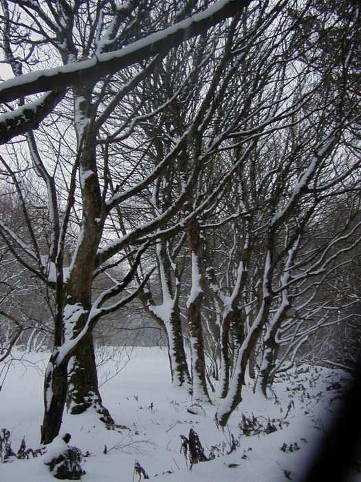Photo: Winter Scene In Caithness - Achvarasdal Woodland 3 March 2006