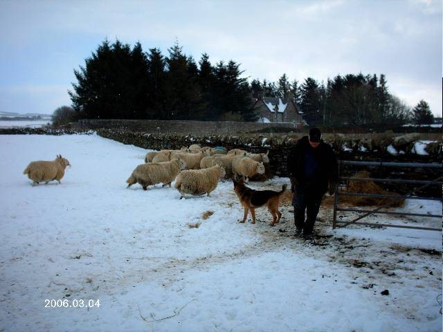 Photo: Jimmy Falconer and Kyle Tending Sheep At Halkirk