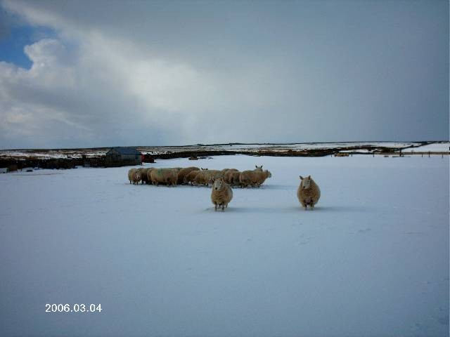 Photo: Jimmy Falconer and Kyle Tending Sheep At Halkirk