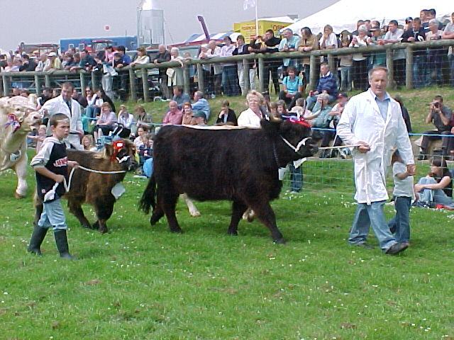 Photo: County Show 2003