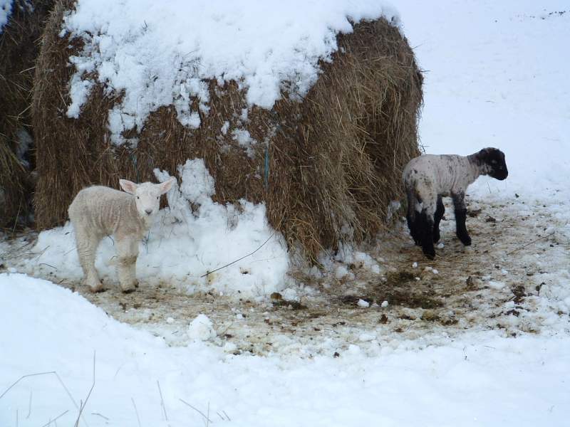 Photo: New Lambs At Tannach