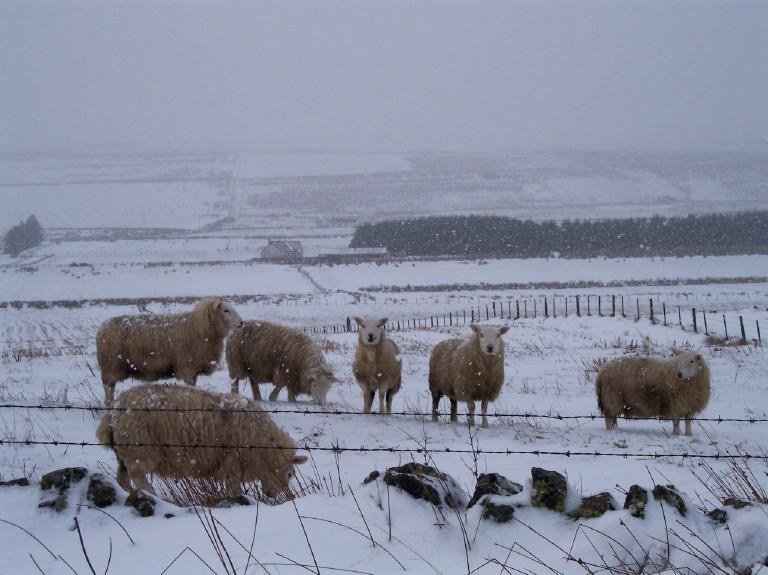 Photo: Sheep Near Lybster January 2004