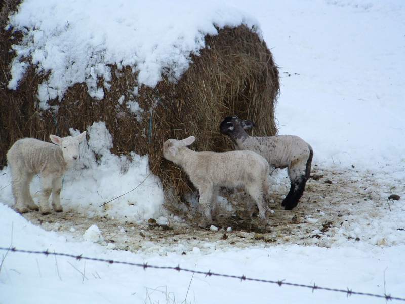 Photo: Lambs In The Snow