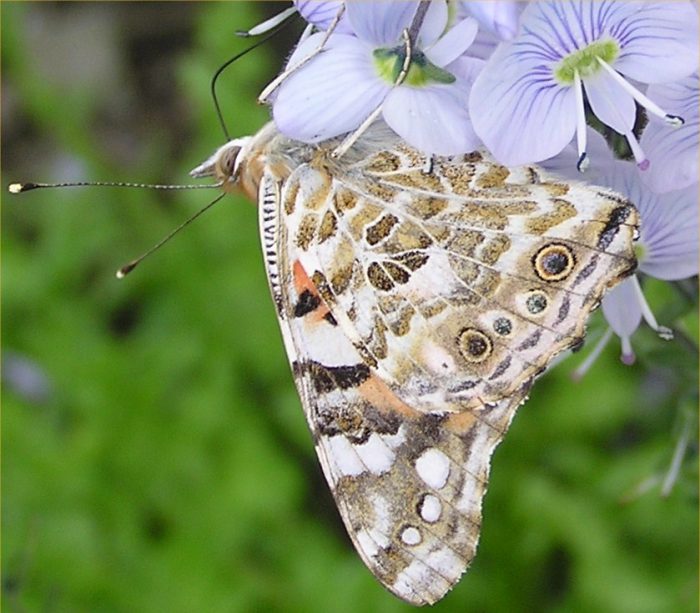 Photo: Painted Lady Butterfly