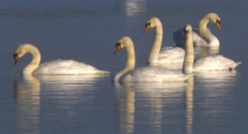 Photo: Swans