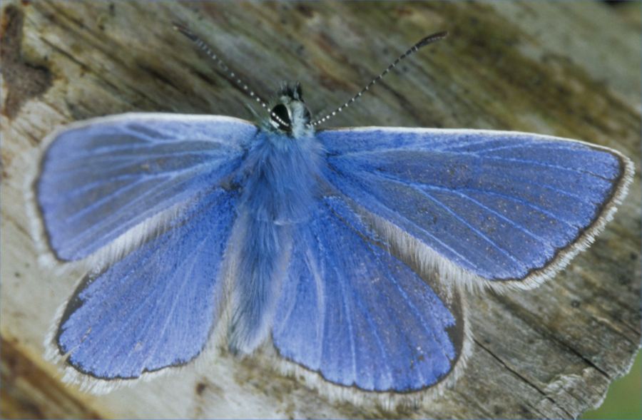Photo: Small Blue Butterfly