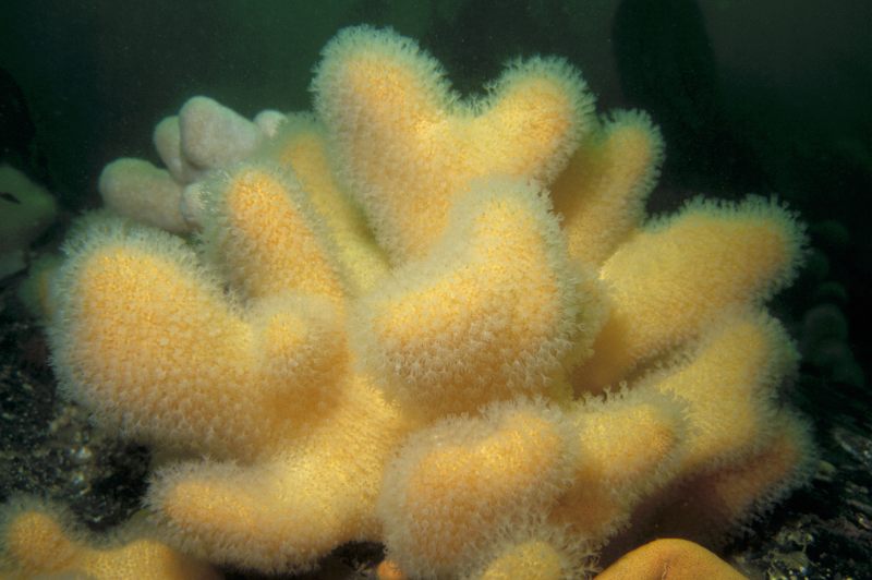 Photo: Soft Coral