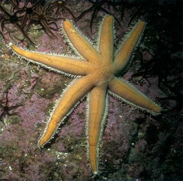 Photo: Starfish