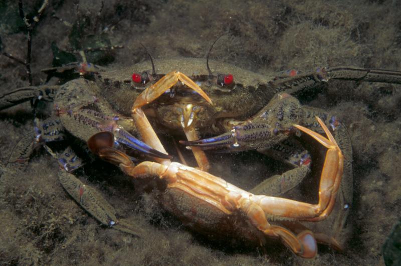 Photo: Swimming Crab