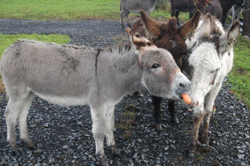 Photo: Donkeys In Caithness