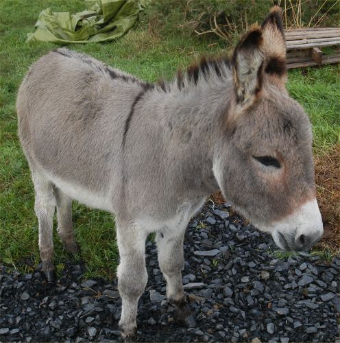 Photo: Donkeys In Caithness