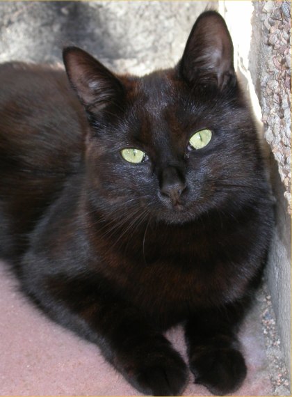 Photo: Lucky - Came From Caithness Cat Protection