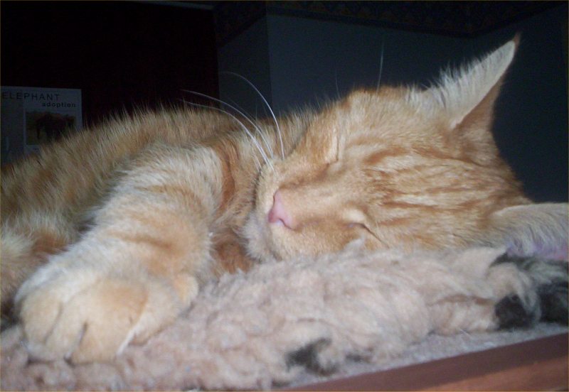 Photo: Rusty Takes A Snooze