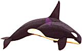 Killer Whale